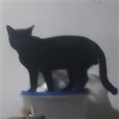 đấ